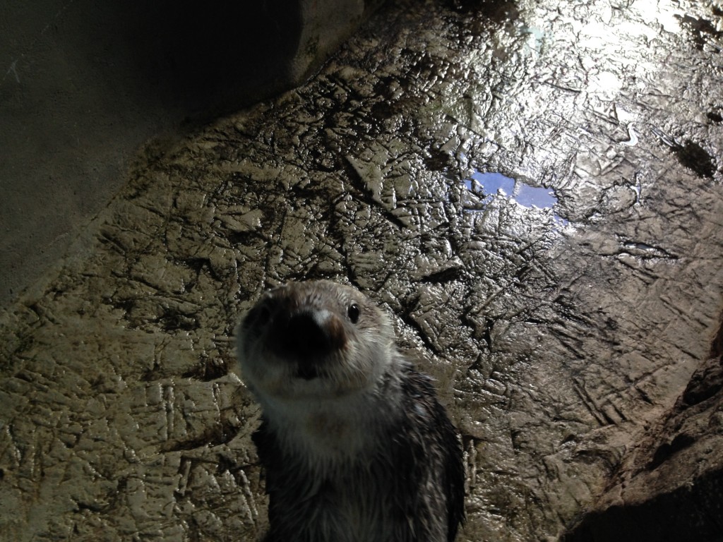 Aqarium of the Pacific Sea Otters