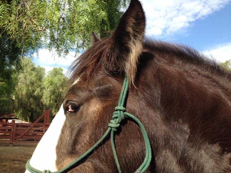 horse