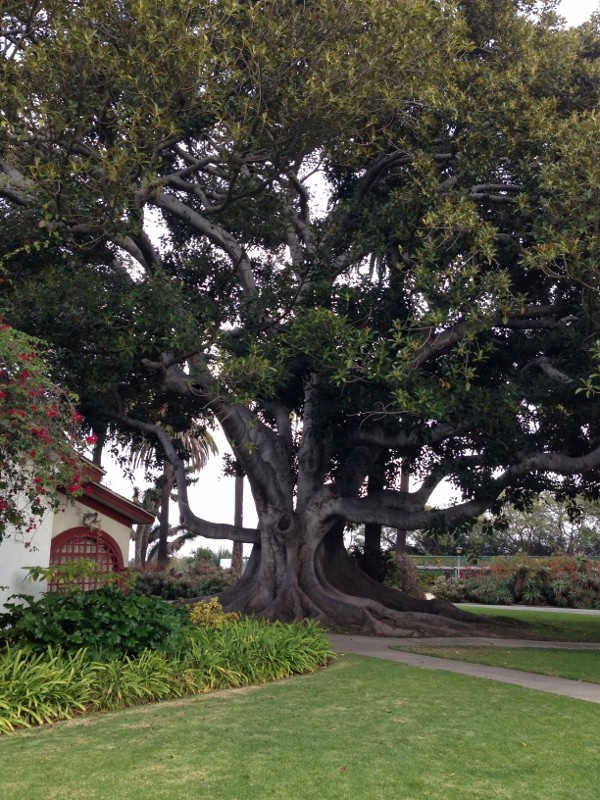 tree