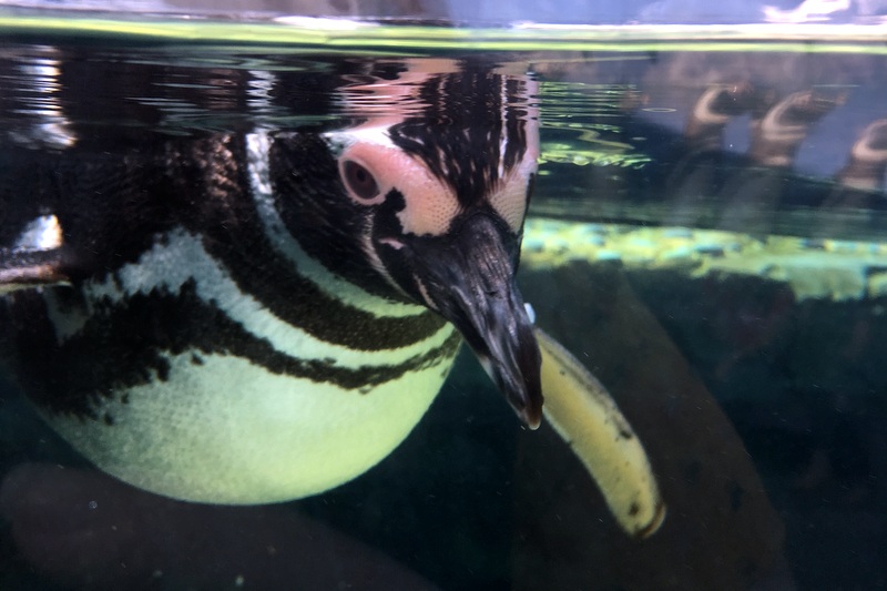aquarium of the pacific