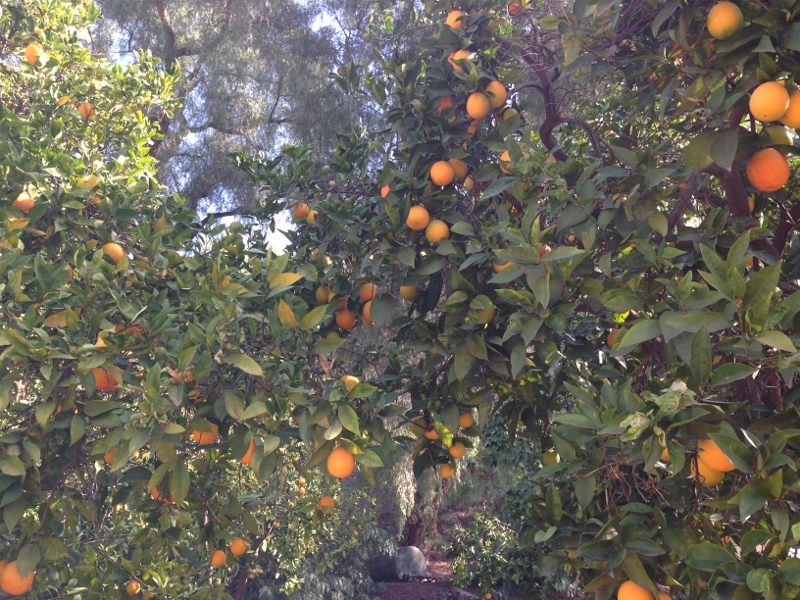 oranges