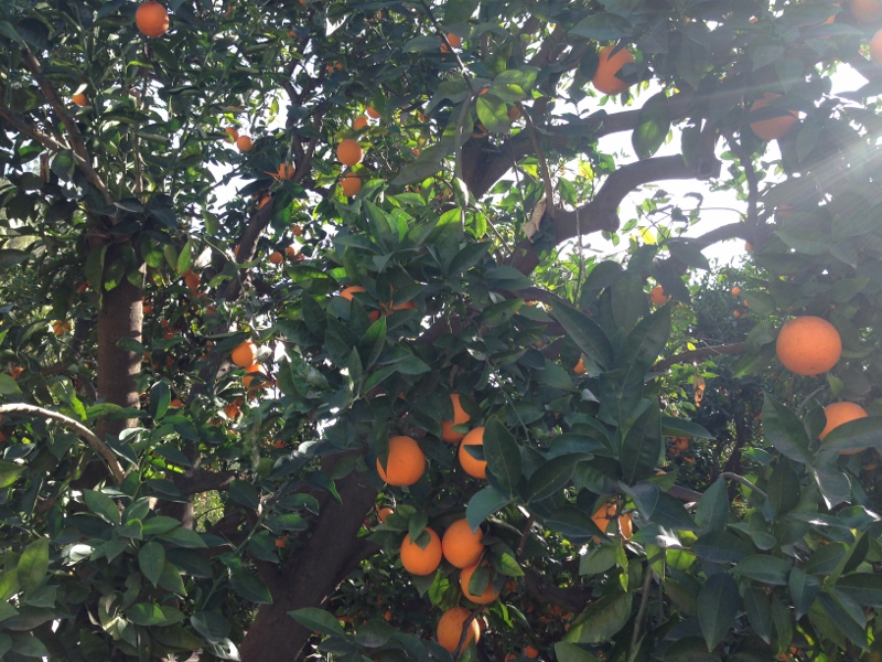 oranges