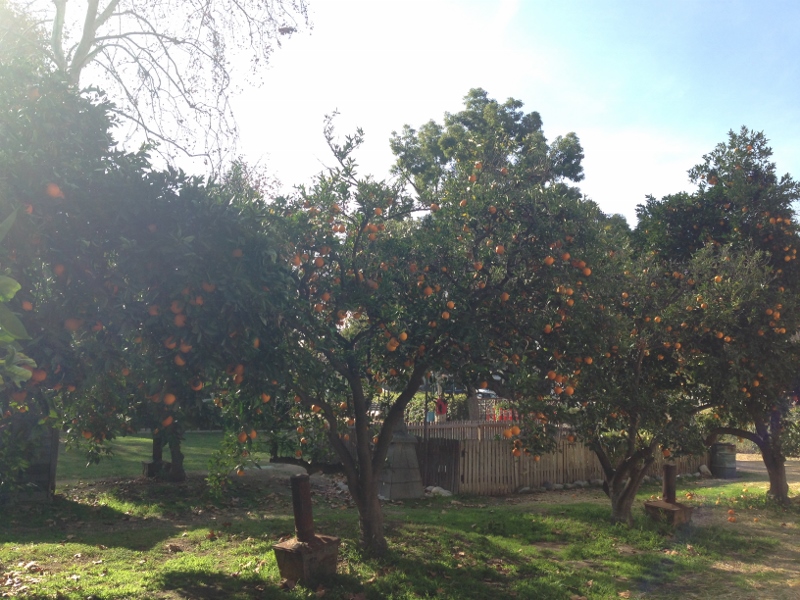 orange picking in la verne
