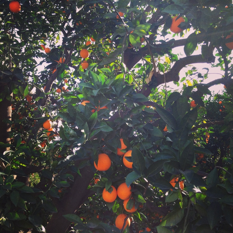 oranges