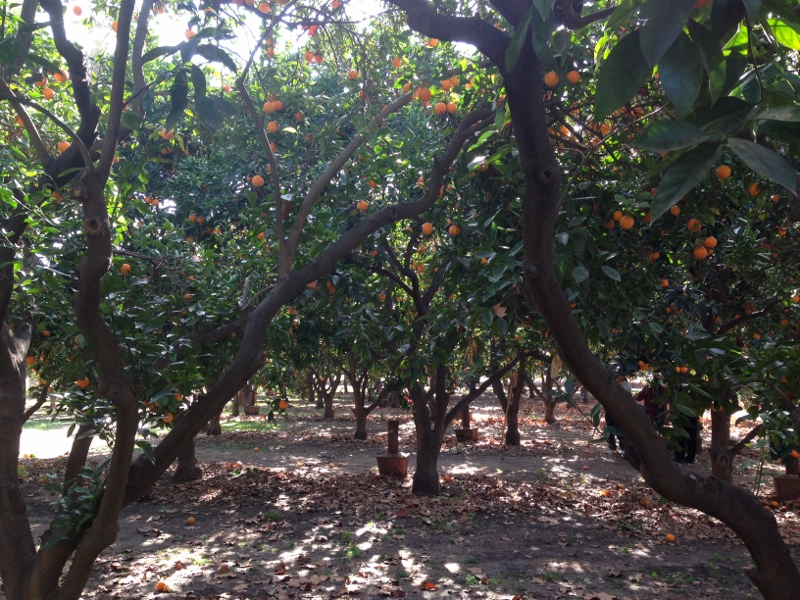 oranges