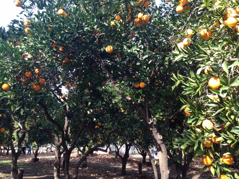 orange picking in lav verne