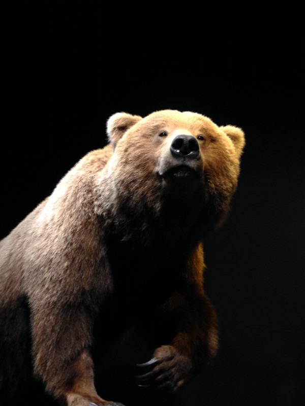 grizzly