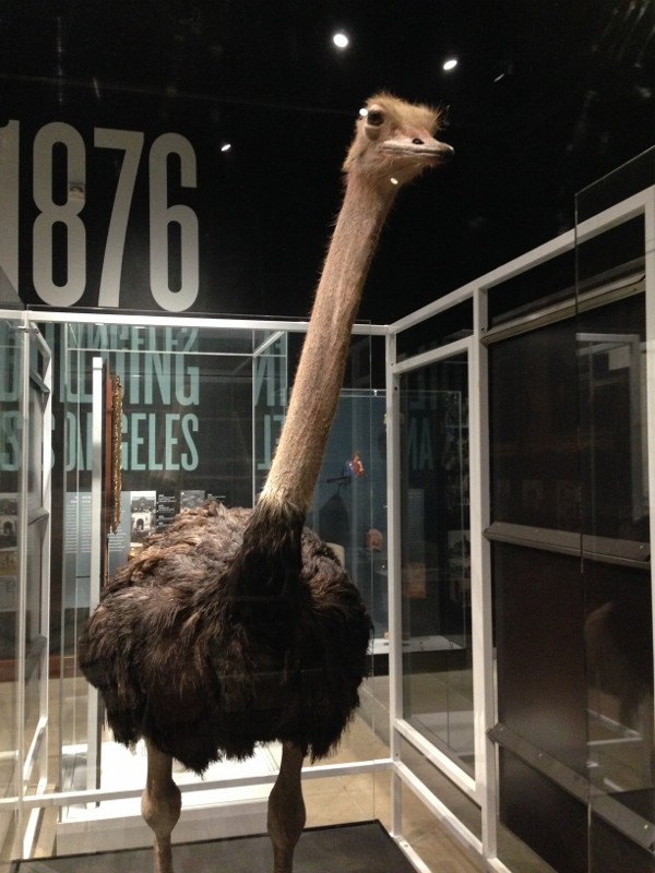 ostrich