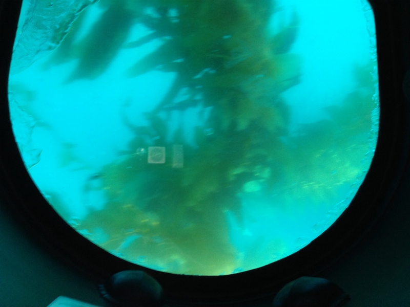 sea kelp