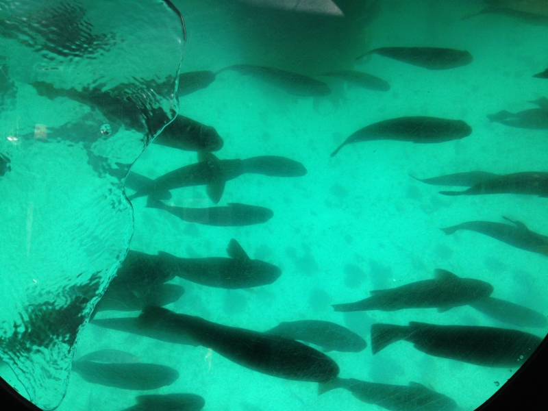 fish