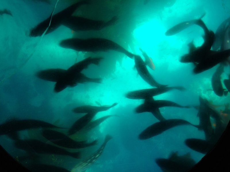 fish