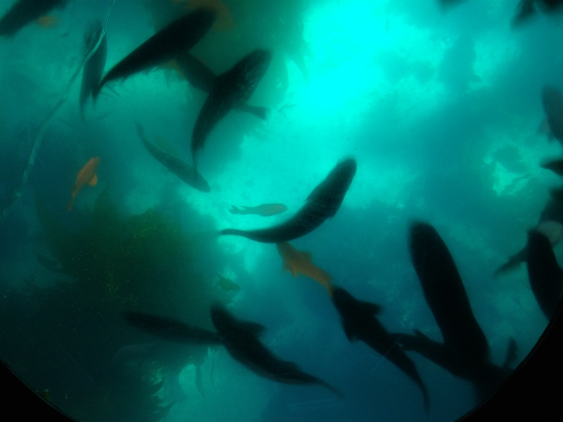 fish