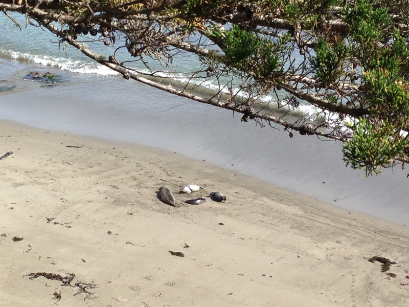 seals