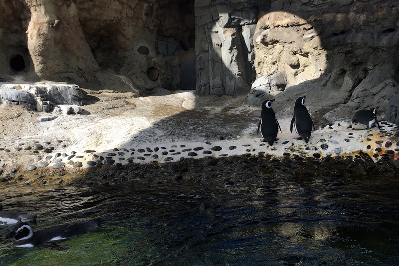 aquarium of the pacific