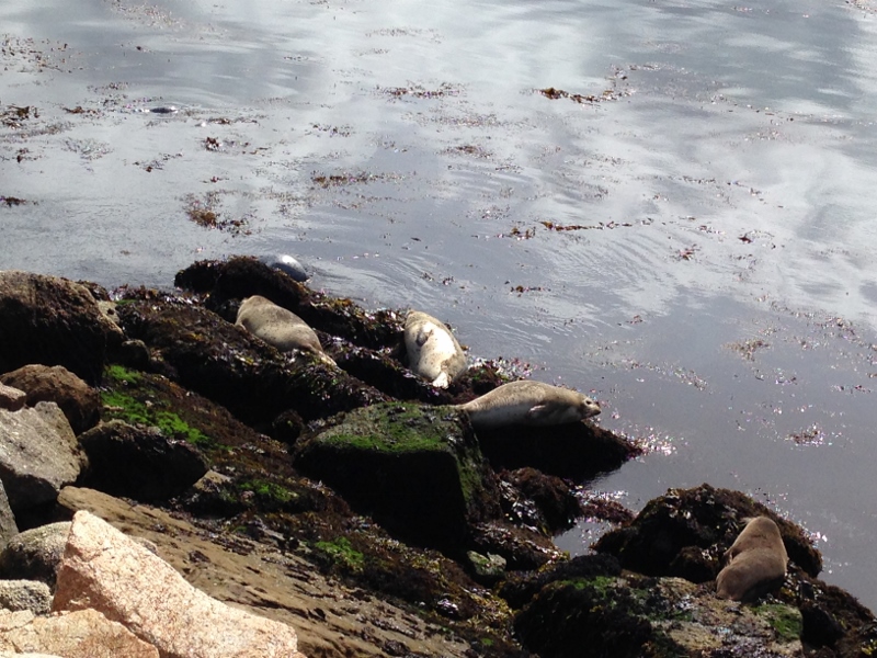 seals