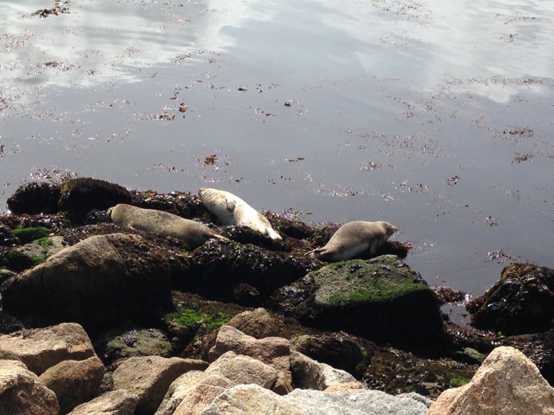 seals