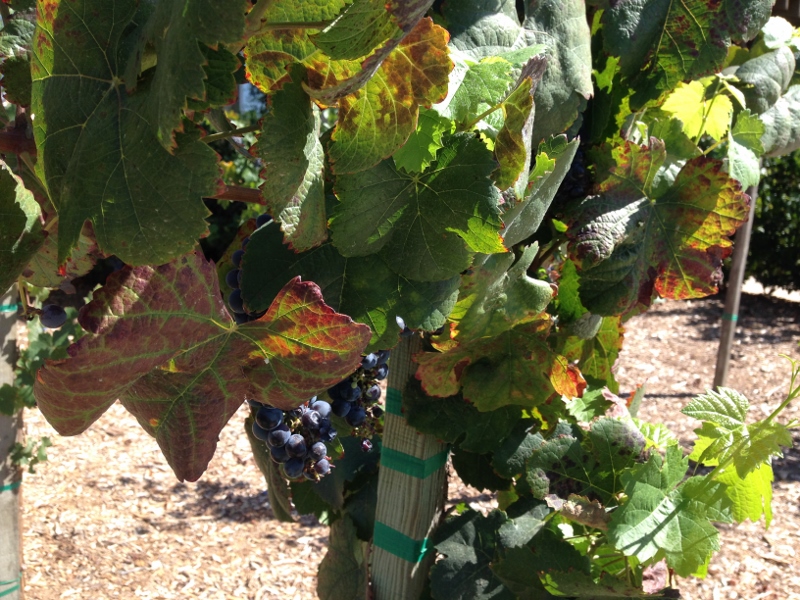wine