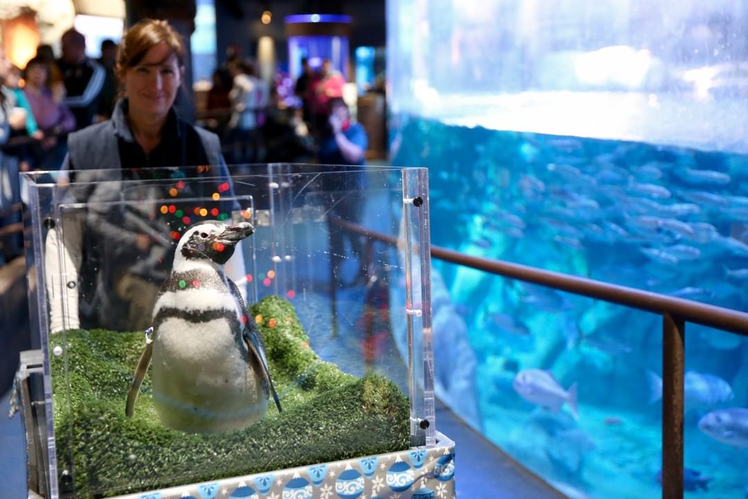 penguins on parade