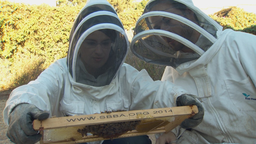 SOCAL801_BEEHIVES_03