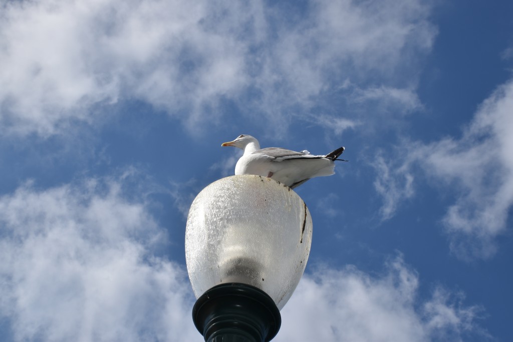 DSC_0028