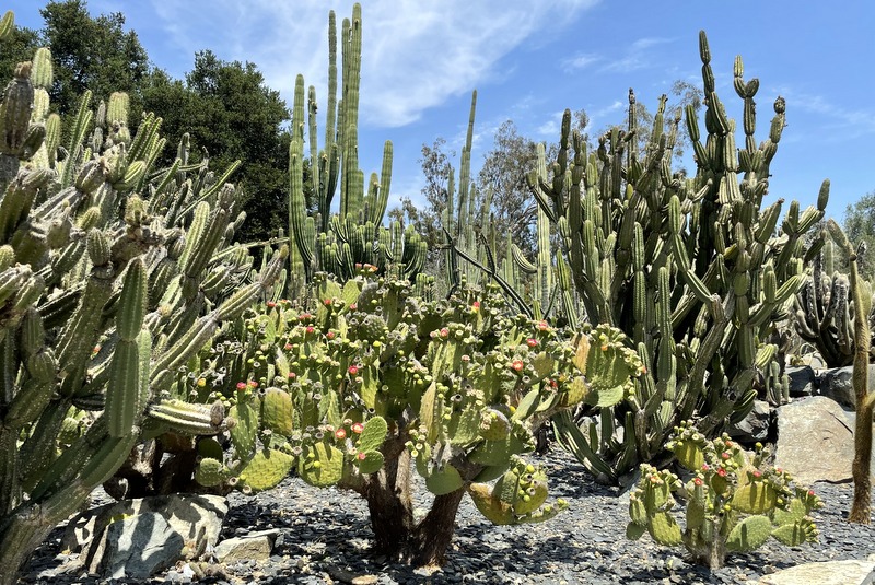Cactus Garden
