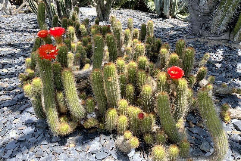 Lotusland