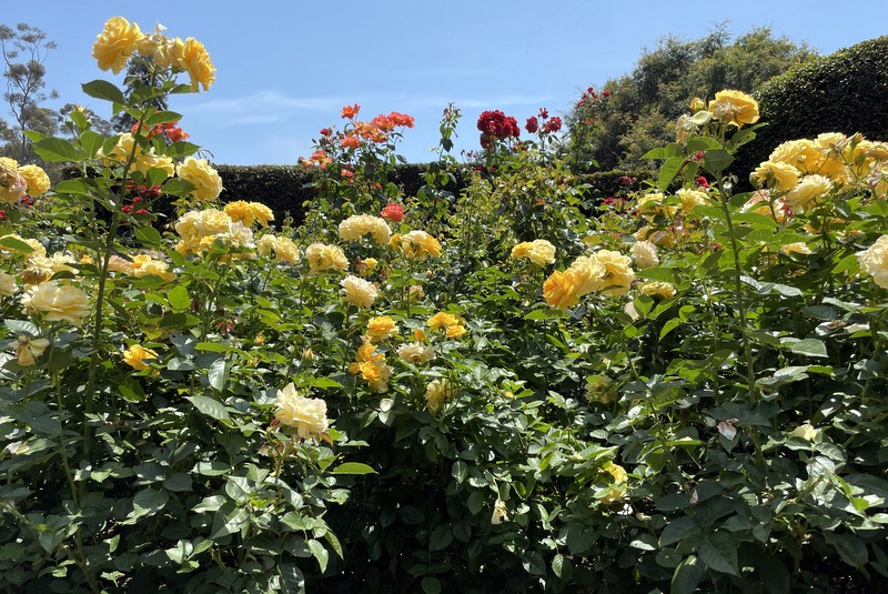 Lotusland 