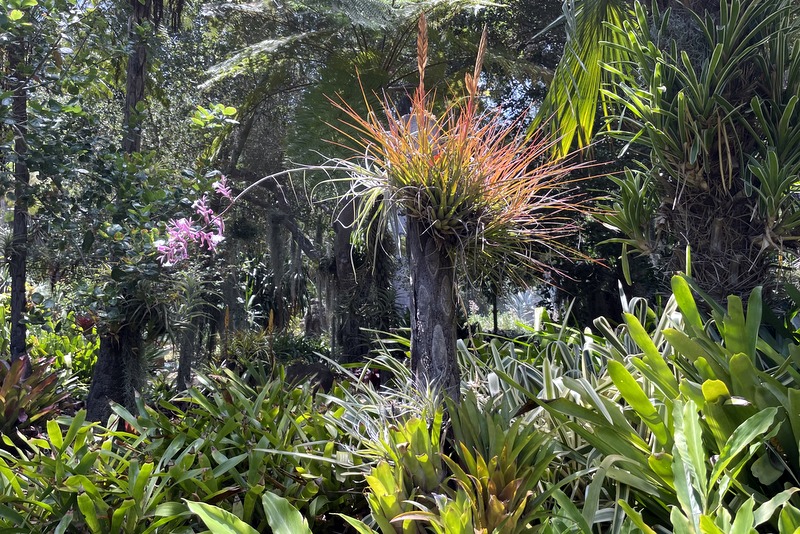 Bromeliad Garden