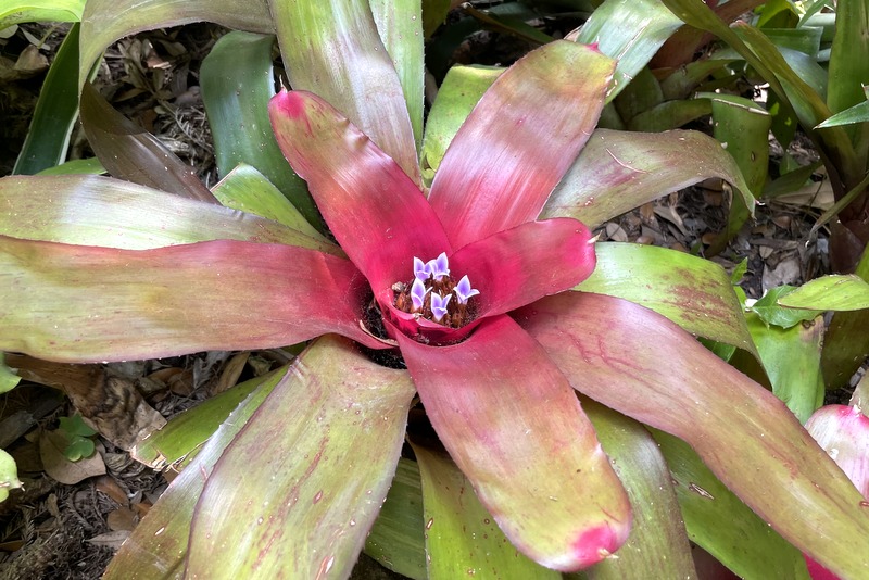 Lotusland 