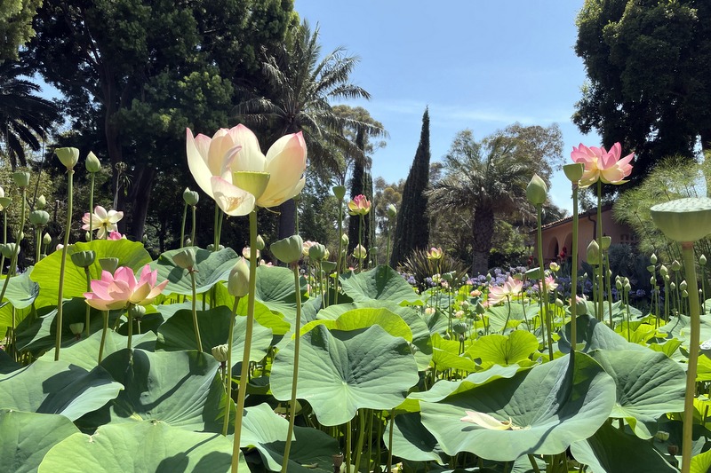 Water Garden 