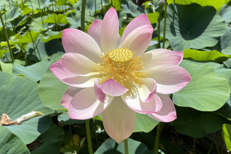 Lotusland 