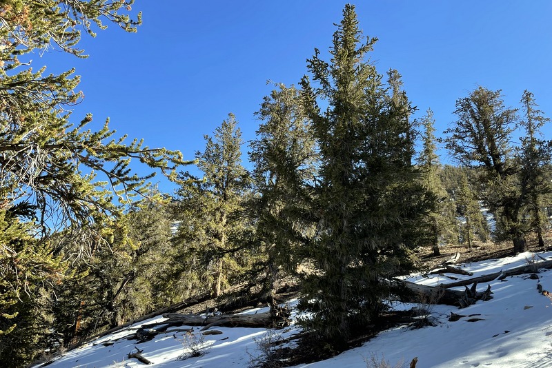 Ancient Bristlecone PineForest