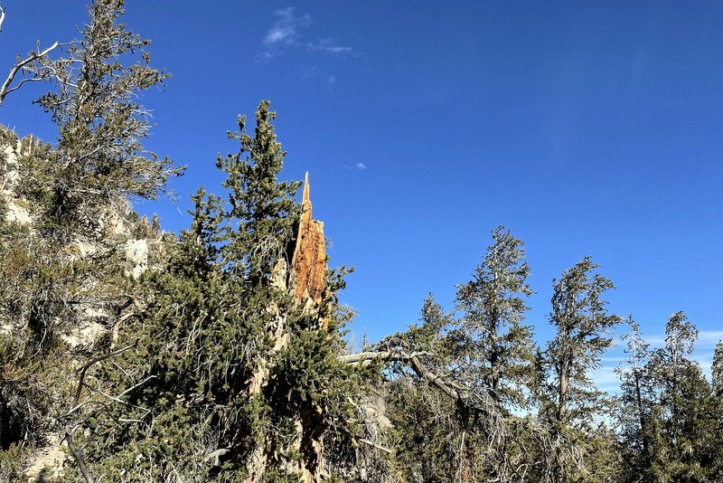 Ancient Bristlecone Pine Forest