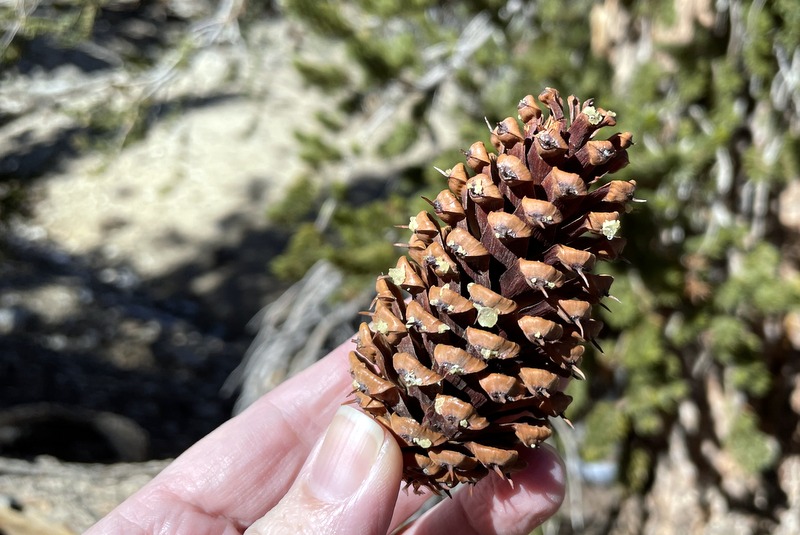 Ancient Bristlecone Pine Forest