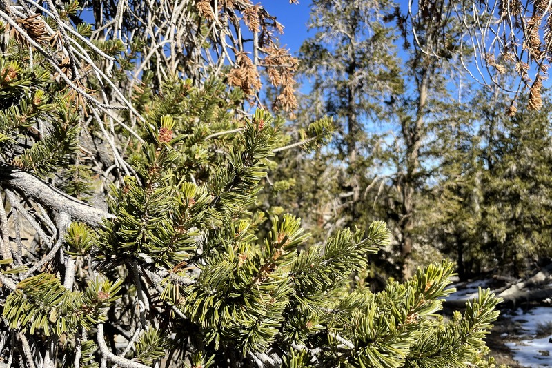 Ancient Bristlecone Pine Forest