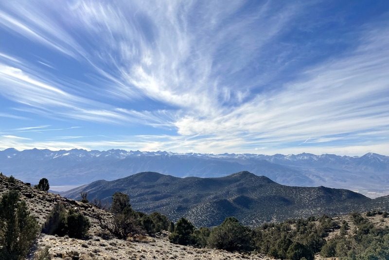 Ancient Bristlecone Pine Forest