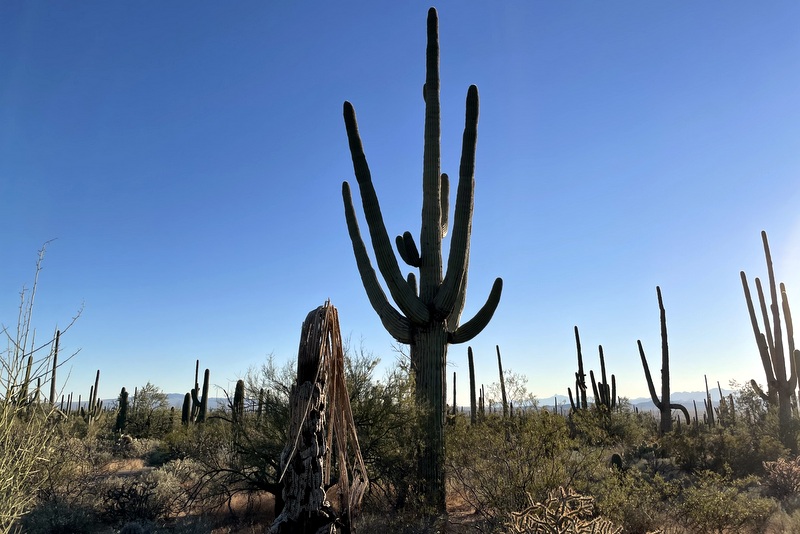 Saguaro National Park 