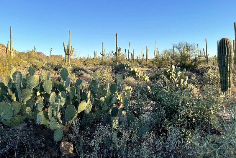 Saguaro National Park 