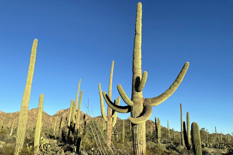Saguaro National Park 