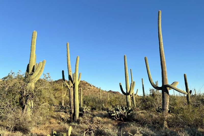 Exploring the Southern Arizona National Parks - LA Explorer