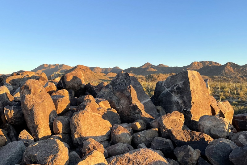 Signal Hill Saguaro 