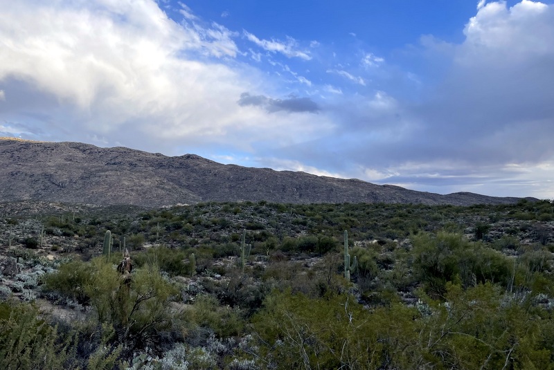 Rincon Mountain District 