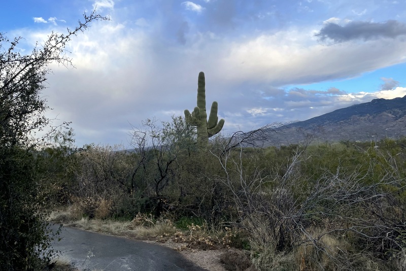 Desert Ecology Trail 