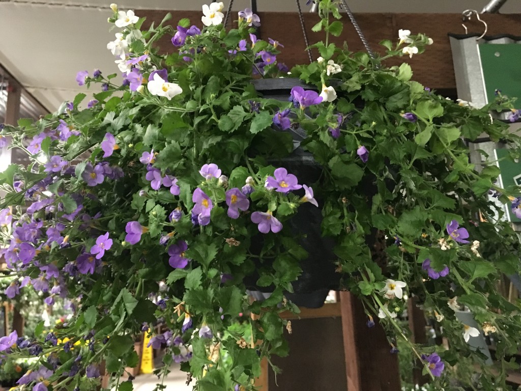 IMG_1879