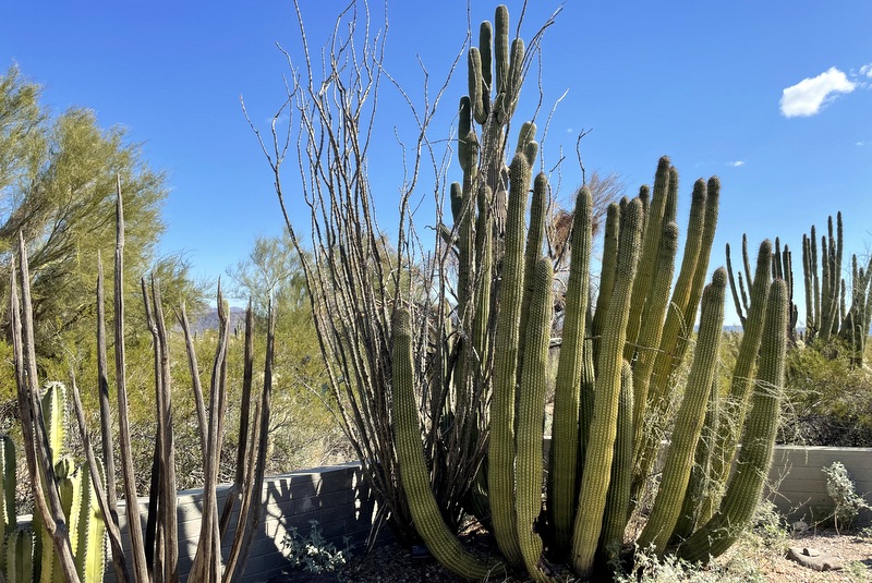 Organ Pipe 