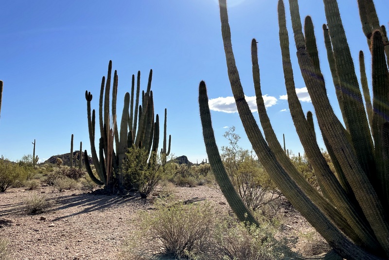 Organ Pipe National Monument