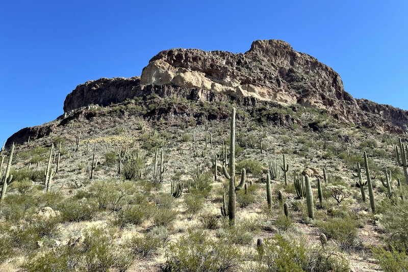 Organ Pipe 