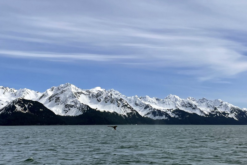 Humpback Whale