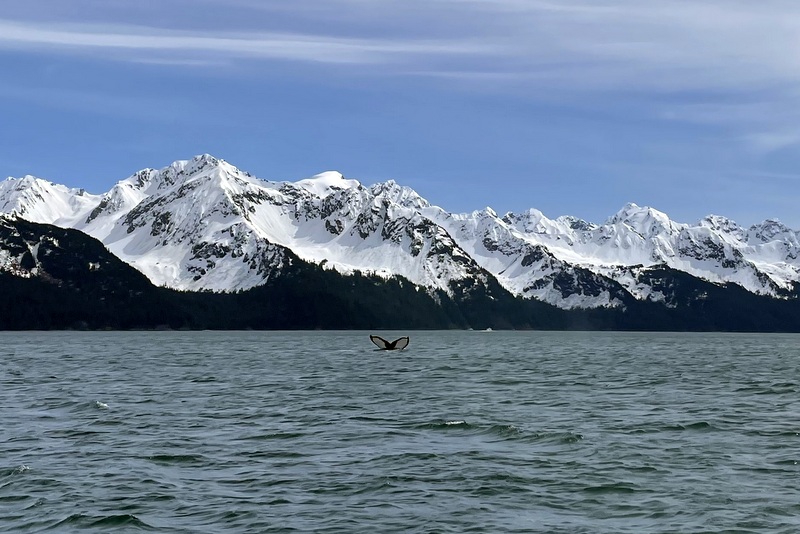 Humpback Whale
