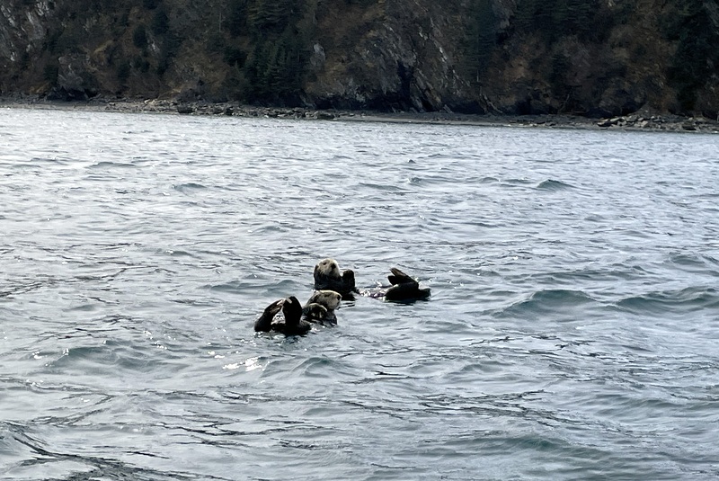 sea otters seward